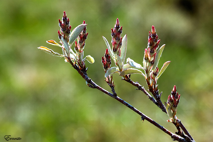 Amelanchier ovalis / Pero corvino